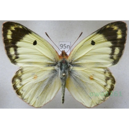 Colias hyale (Linnaeus, 1758) Szlaczkoń siarecznik Poland95n